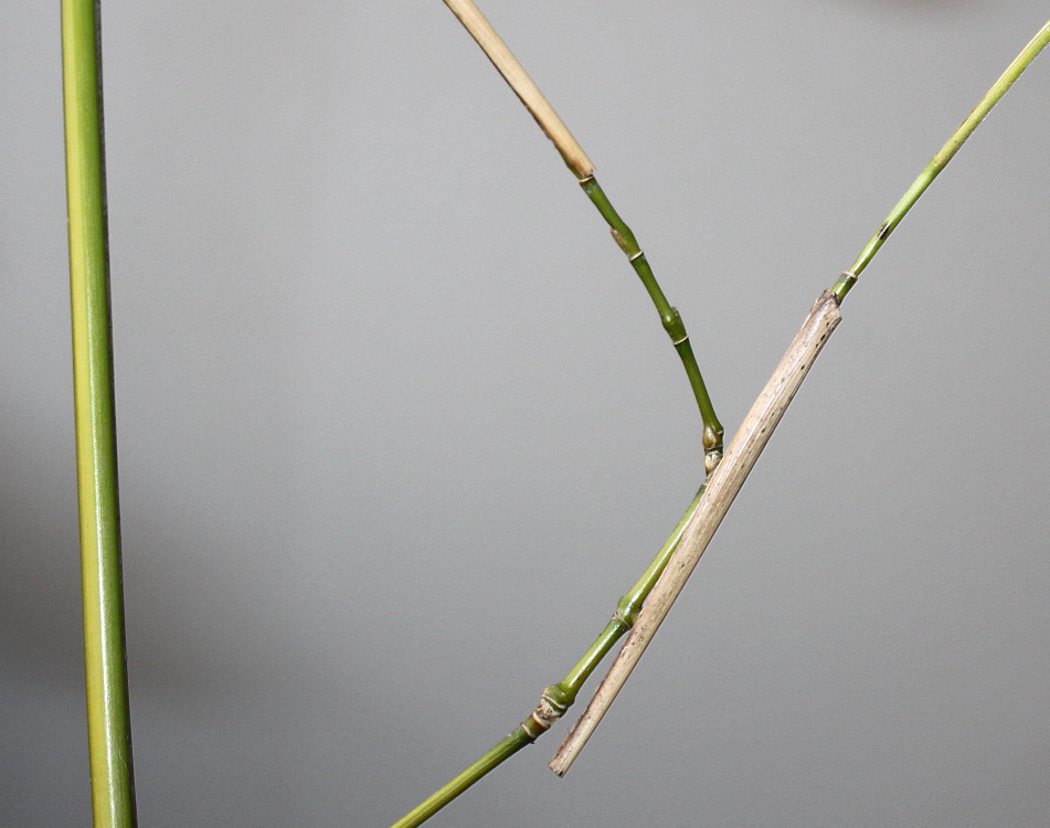 Изображение особи Phyllostachys viridis.