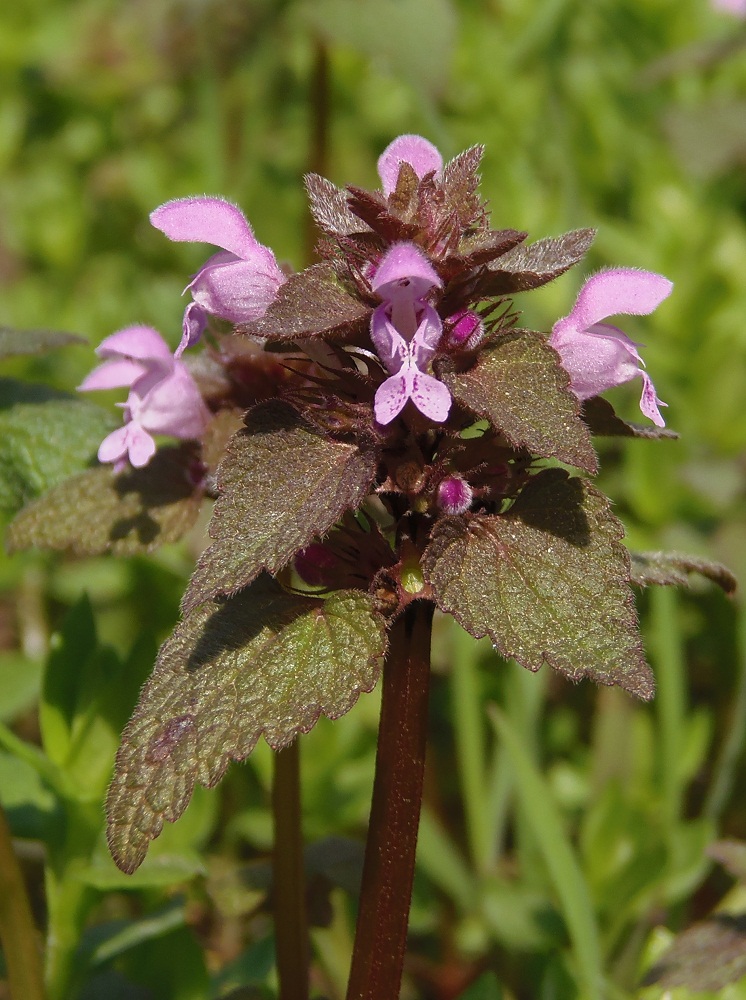 Изображение особи Lamium purpureum.