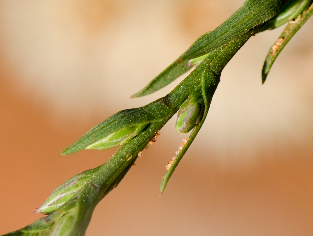Image of Symphyotrichum subulatum specimen.