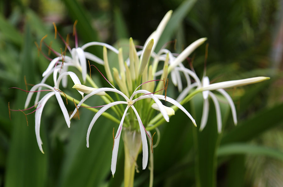 Изображение особи род Crinum.