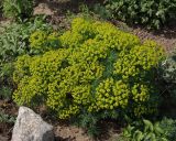 Euphorbia cyparissias. Цветущее растение. Украина, Запорожье, ул. Чекистов, на клумбе. 05.05.2013.
