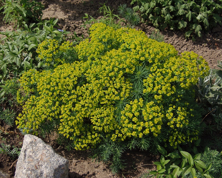 Изображение особи Euphorbia cyparissias.