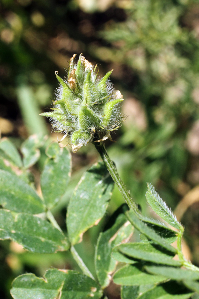 Изображение особи Astragalus filicaulis.