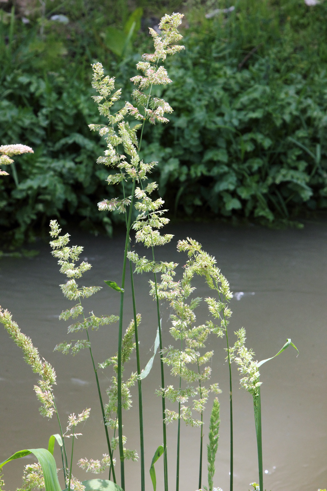 Изображение особи Phalaroides arundinacea.