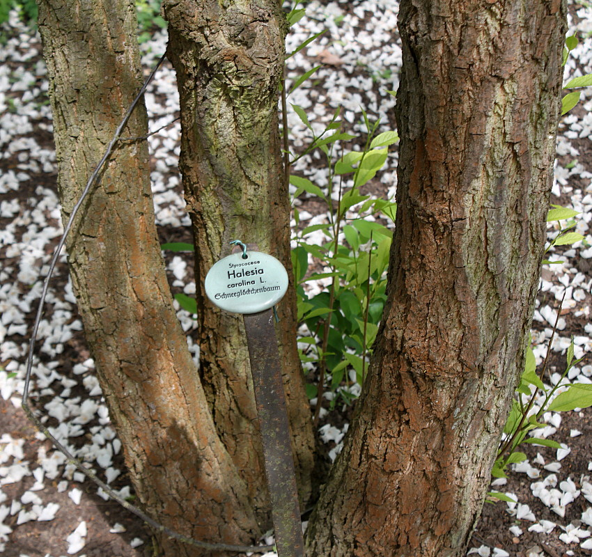 Image of Halesia carolina specimen.