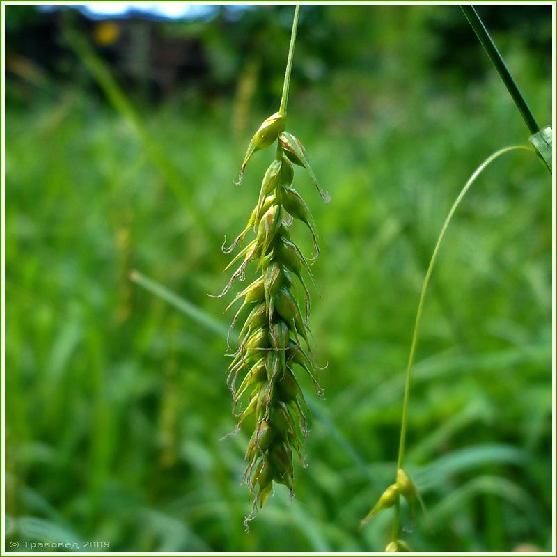 Image of Carex sylvatica specimen.