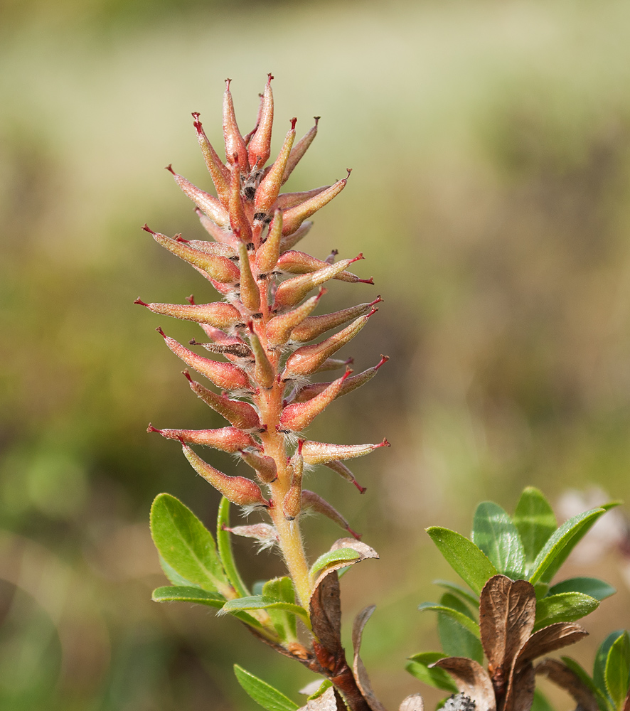 Image of Salix myrsinites specimen.