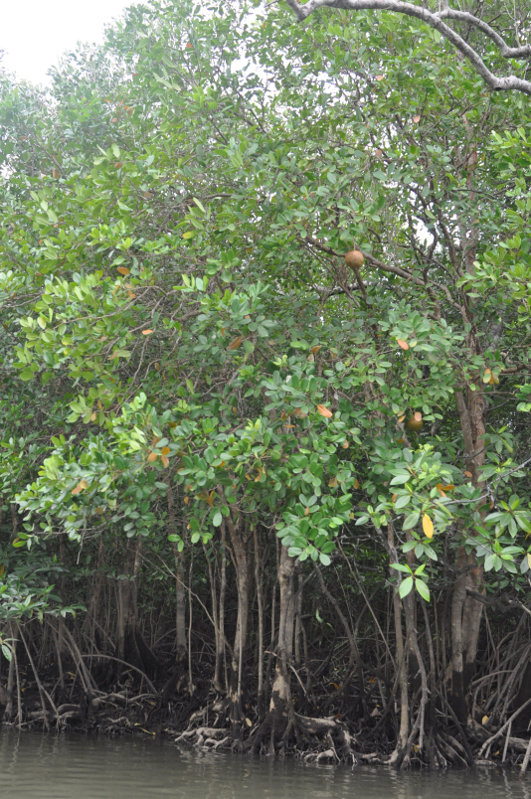 Image of Xylocarpus granatum specimen.