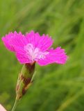 Dianthus versicolor. Цветок. Новосибирская обл., Искитимский р-н, окр. пгт Линёво, сухой луг. 23 июля 2013 г.