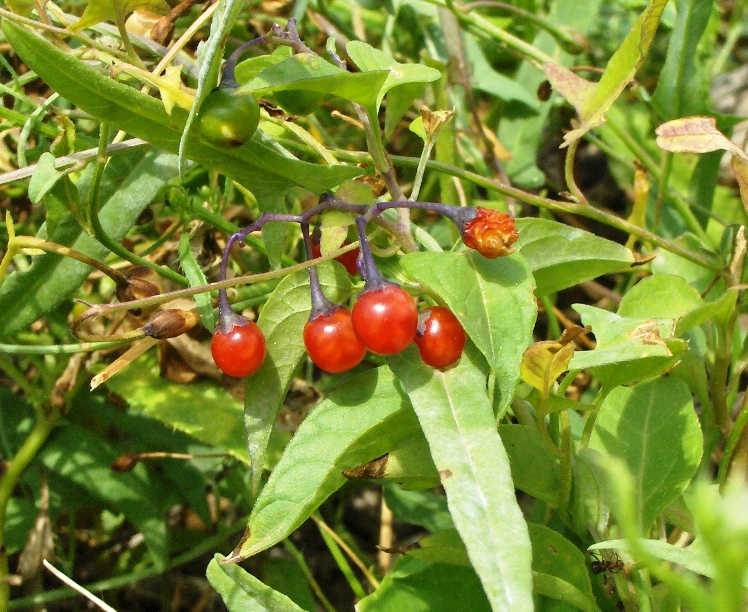 Изображение особи Solanum dulcamara.