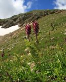 Pedicularis panjutinii. Цветущее растение. Карачаево-Черкесия, Архызский участок Тебердинского заповедника. 24.07.2013.