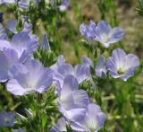 Linum lanuginosum