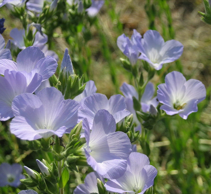 Image of Linum lanuginosum specimen.