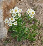 Anemonastrum sibiricum. Цветущее растение. Камчатский край, вулкан Мутновский. 27.07.2013.