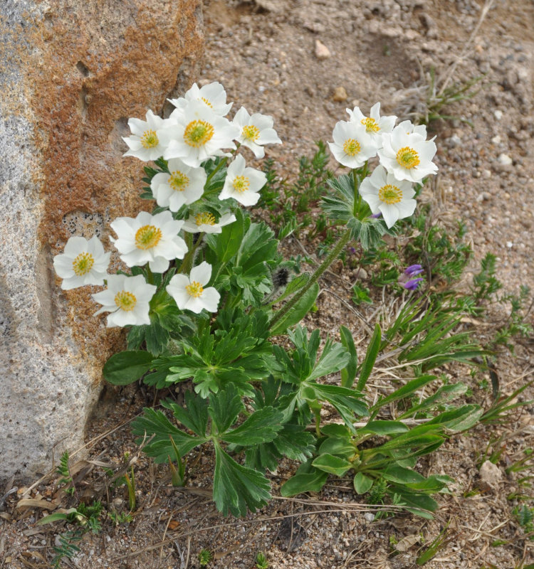 Изображение особи Anemonastrum sibiricum.