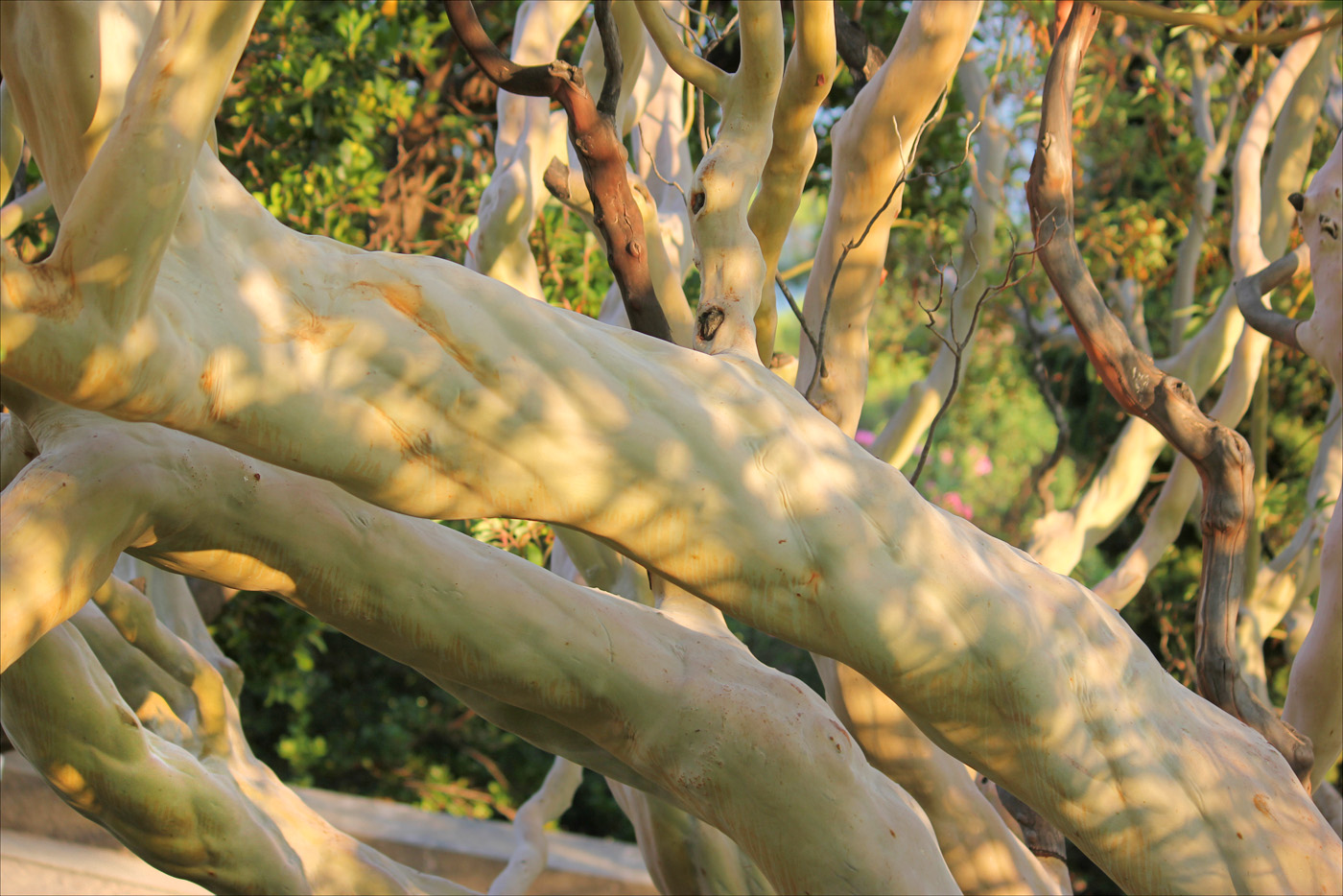 Image of Arbutus andrachne specimen.