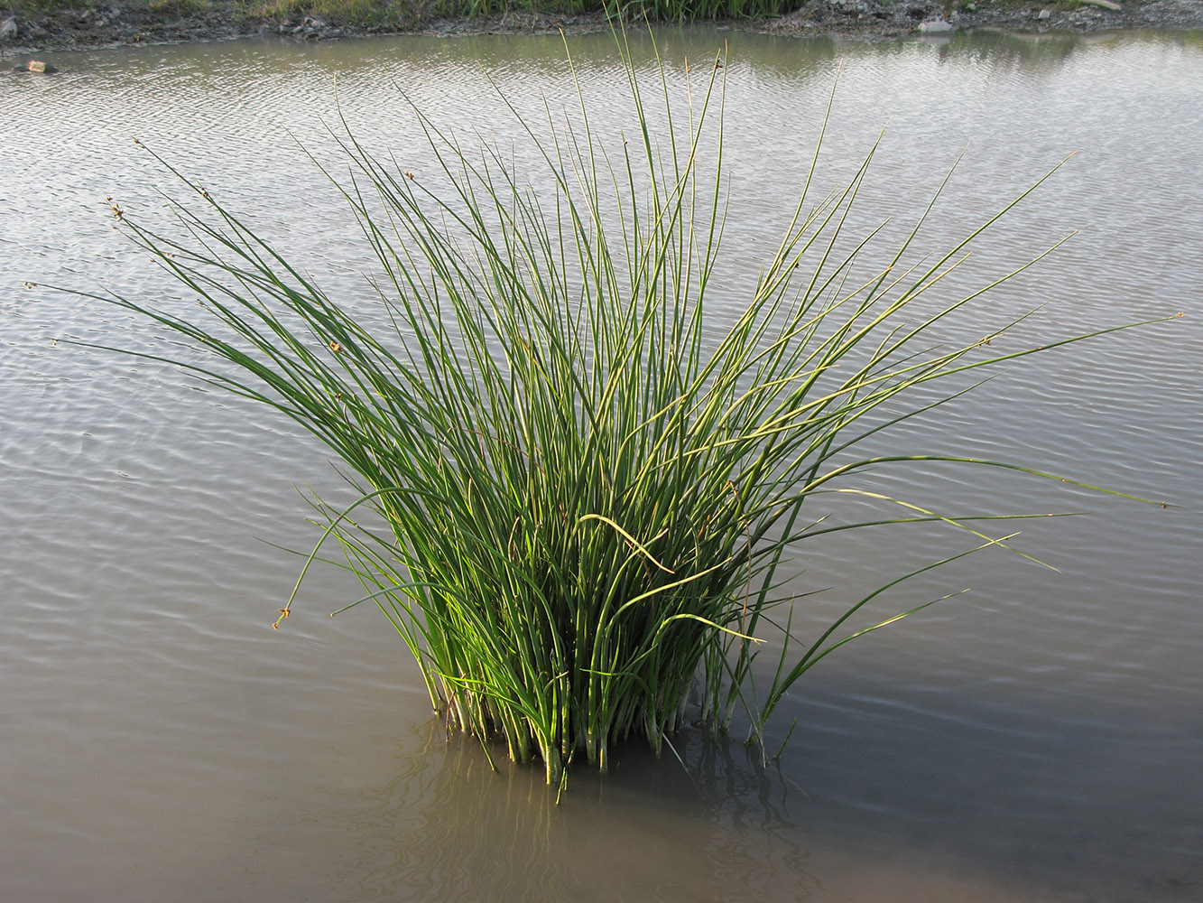 Image of Schoenoplectus triqueter specimen.