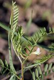 Astragalus schmalhausenii. Верхушка цветущего растения. Южный Казахстан, хр. Боролдайтау, ущ. Кенозен. 22.04.2013.