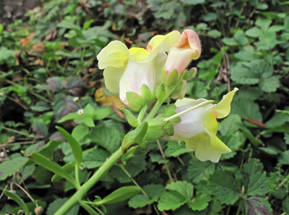 Изображение особи Antirrhinum majus.