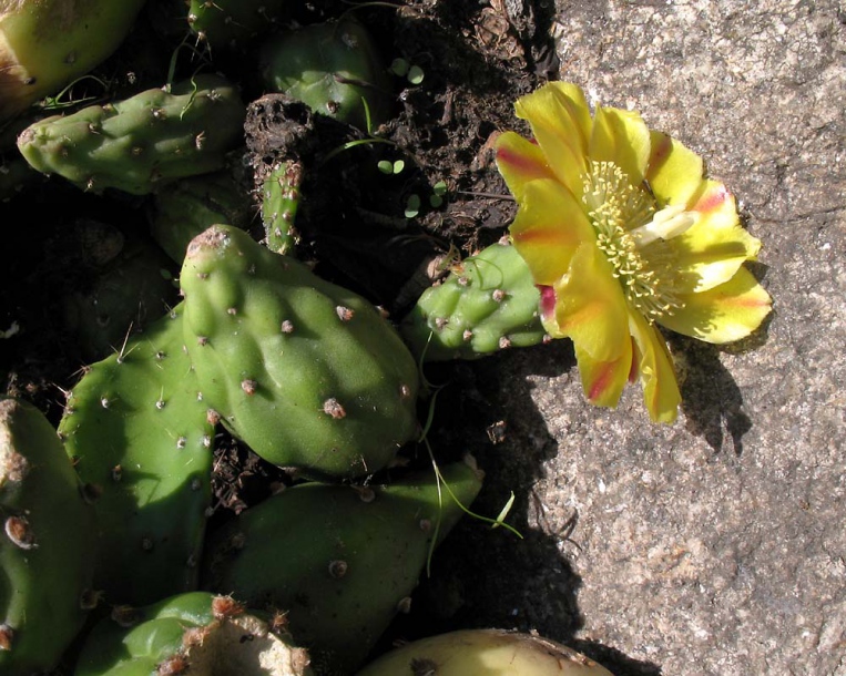 Изображение особи Opuntia dillenii.