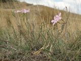 genus Dianthus