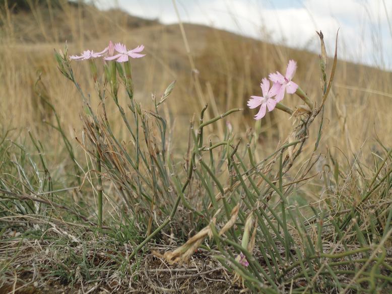 Изображение особи род Dianthus.