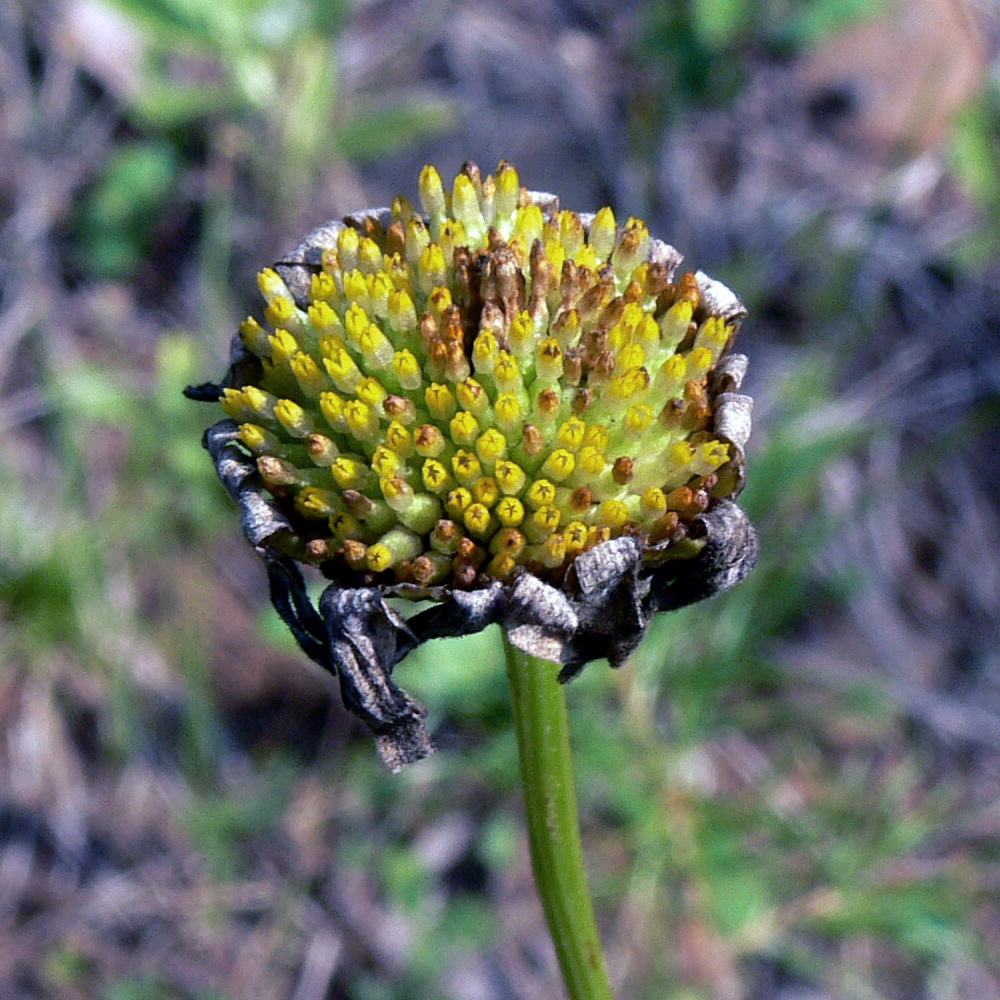 Изображение особи Leucanthemum vulgare.