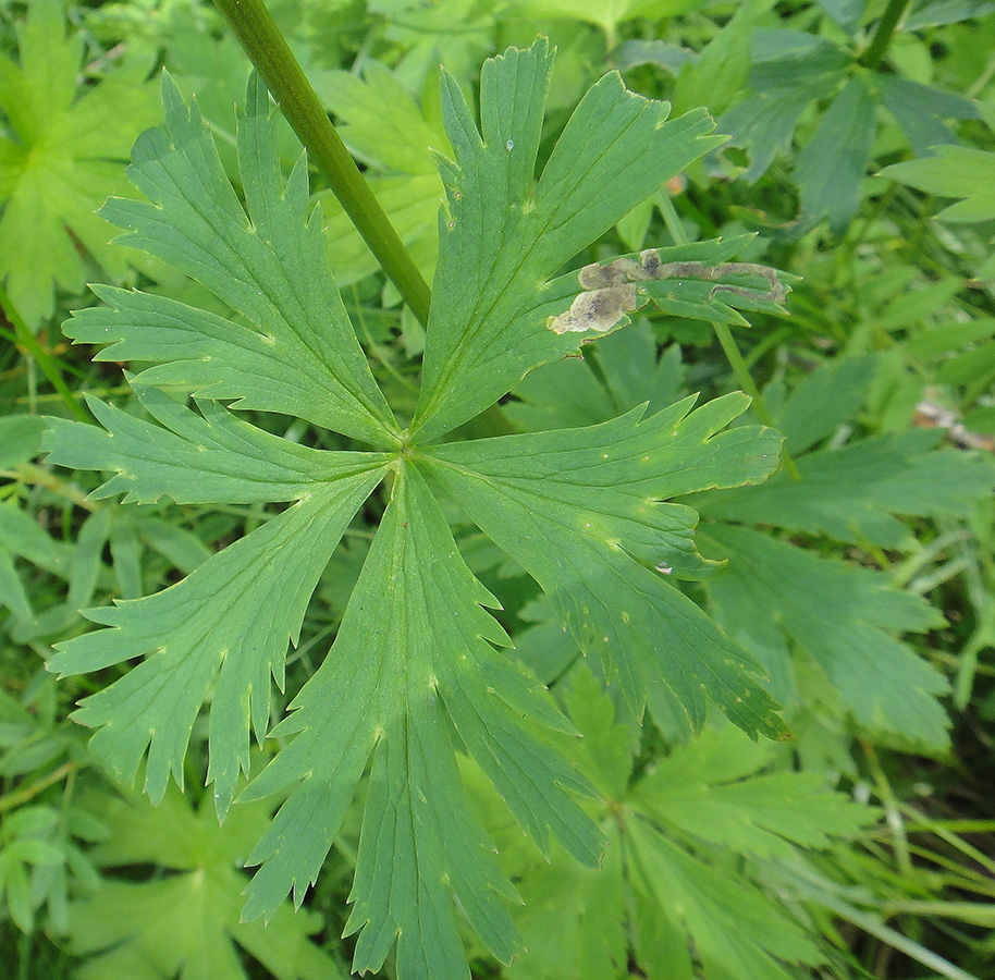Image of Trollius ledebourii specimen.
