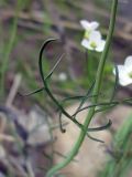 Cardamine pratensis. Стеблевой лист. Иркутская обл., Усть-Кутский р-н, р. Паниха. 21.06.2009.