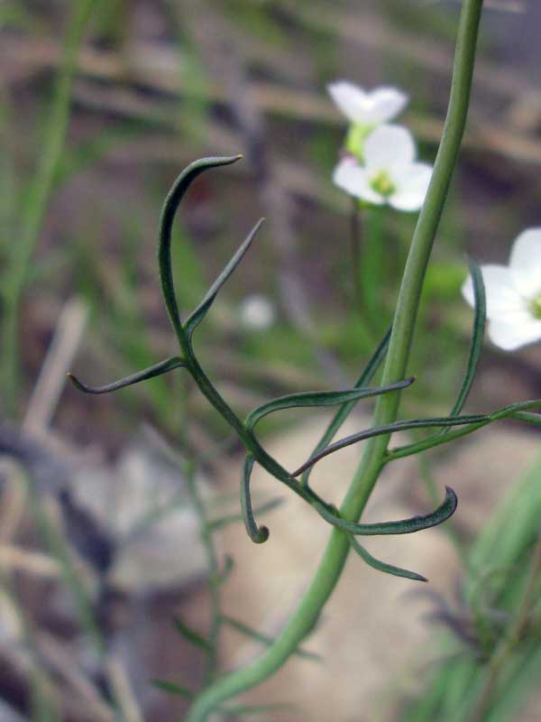 Изображение особи Cardamine pratensis.