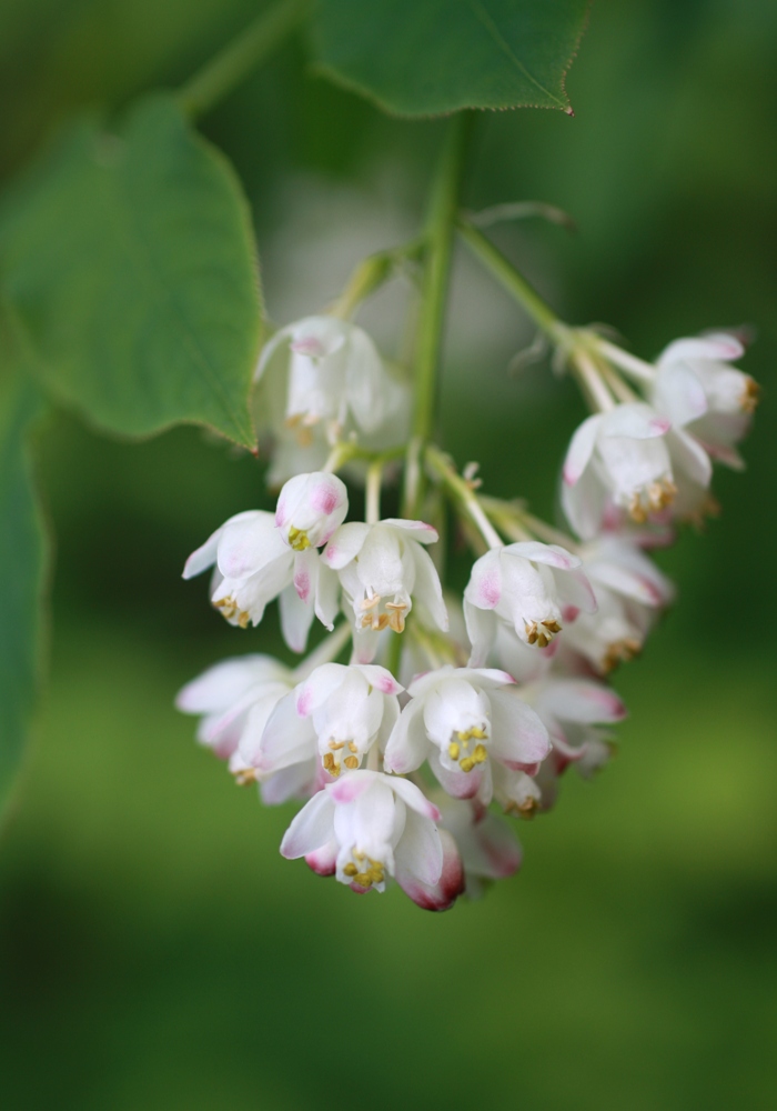 Image of Staphylea pinnata specimen.