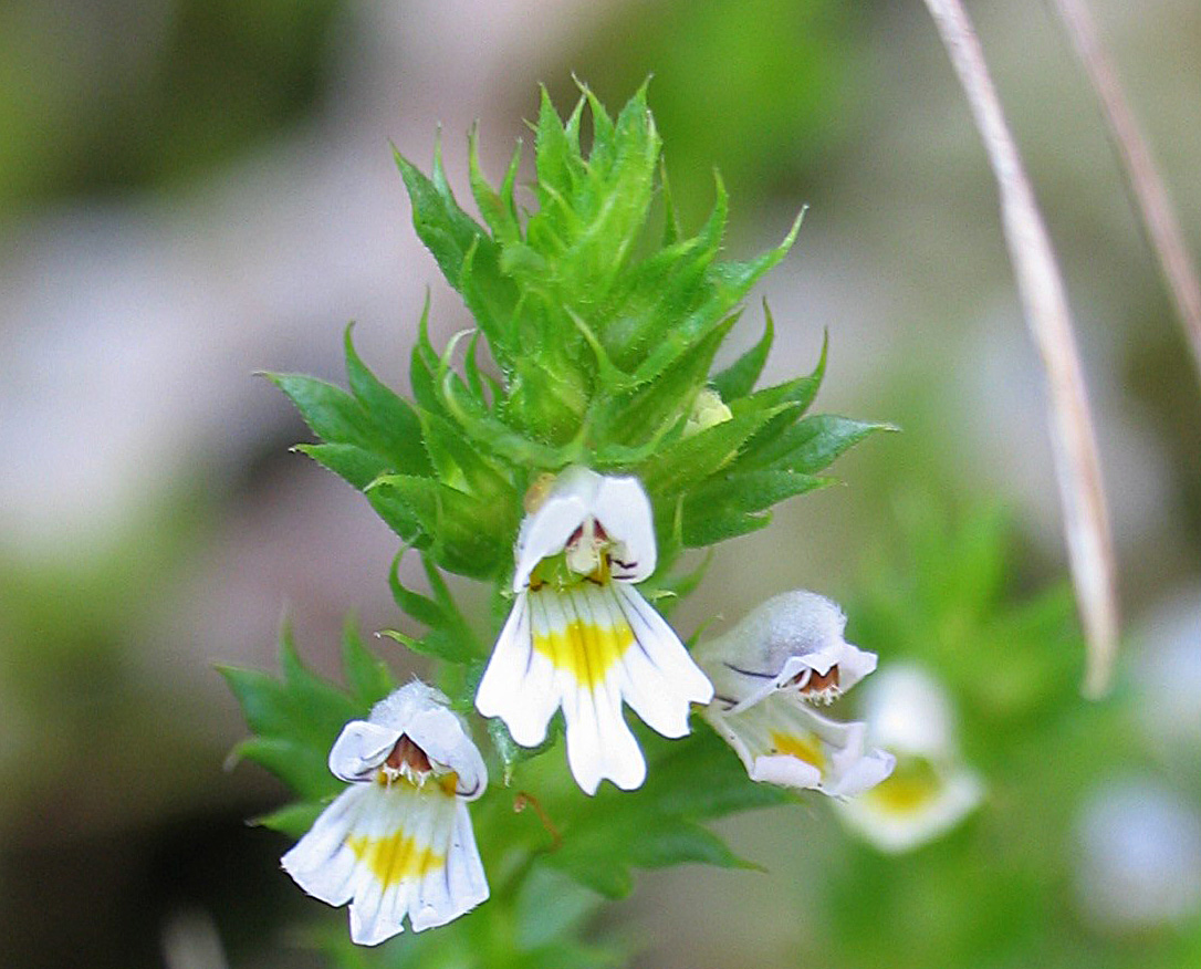 Image of Euphrasia taurica specimen.