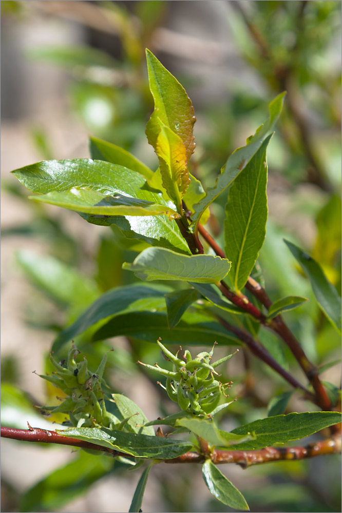 Изображение особи Salix phylicifolia.