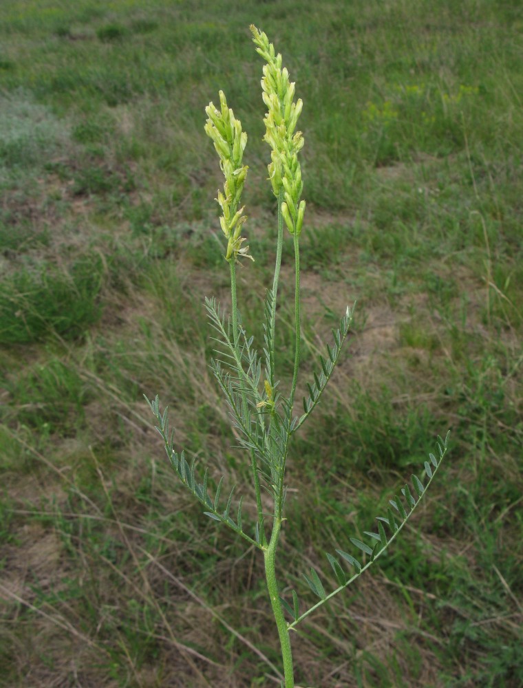 Изображение особи Astragalus asper.