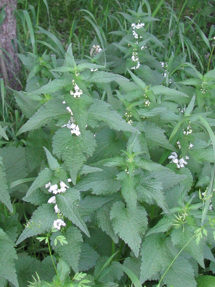 Изображение особи Lamium album.