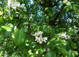 Pyrus pyraster. Ветвь с соцветиями. Украина, Запорожский район, окрестности села Разумовка. 03.05.2013.