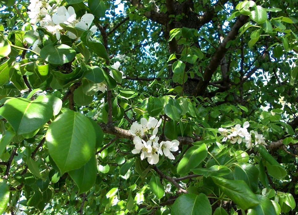 Image of Pyrus pyraster specimen.