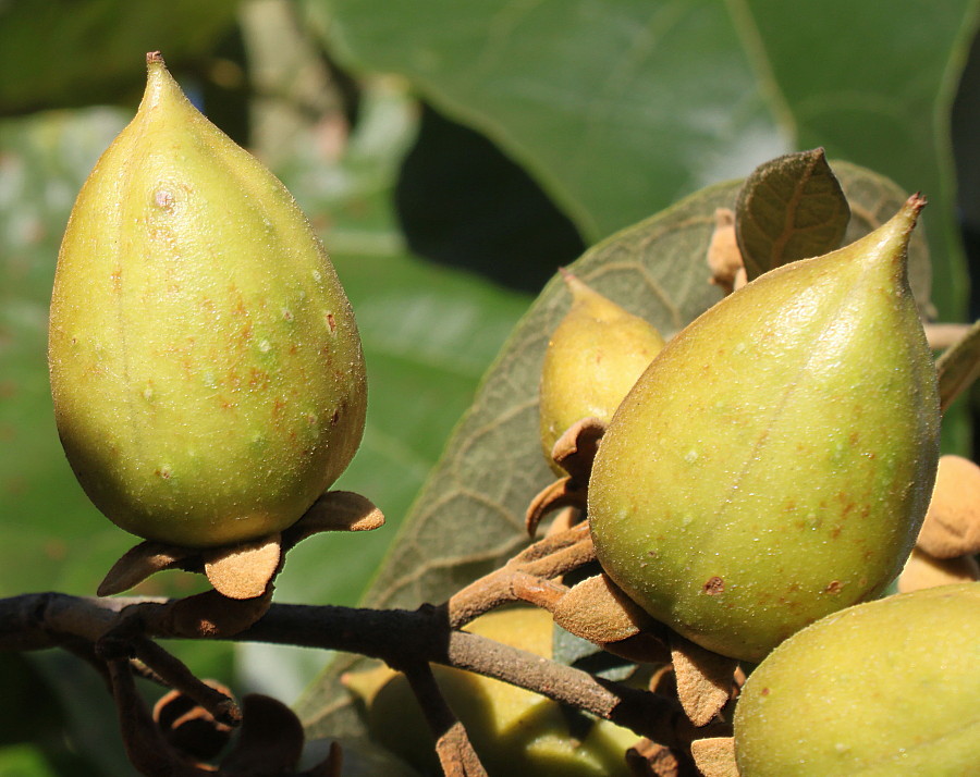 Изображение особи род Paulownia.