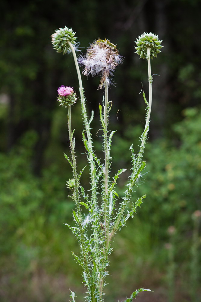 Image of Carduus thoermeri specimen.