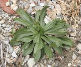 Plantago lanceolata. Вегетирующее растение на откосе грунтовой дороги у галечного приморского пляжа. Черноморское побережье Кавказа, близ г. Новороссийск, близ мыса Шесхарис. 1 декабря 2013 г.