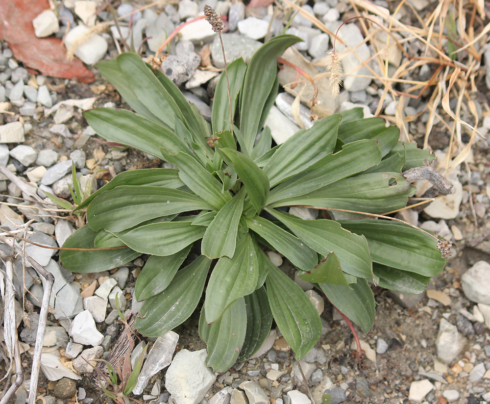 Изображение особи Plantago lanceolata.