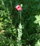 Papaver somniferum