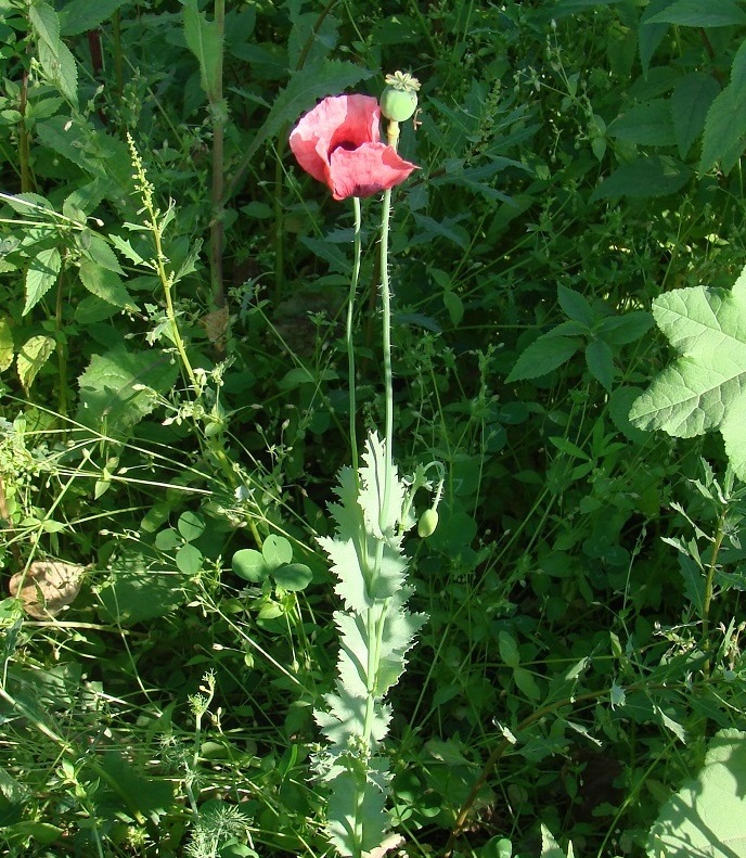 Image of Papaver somniferum specimen.