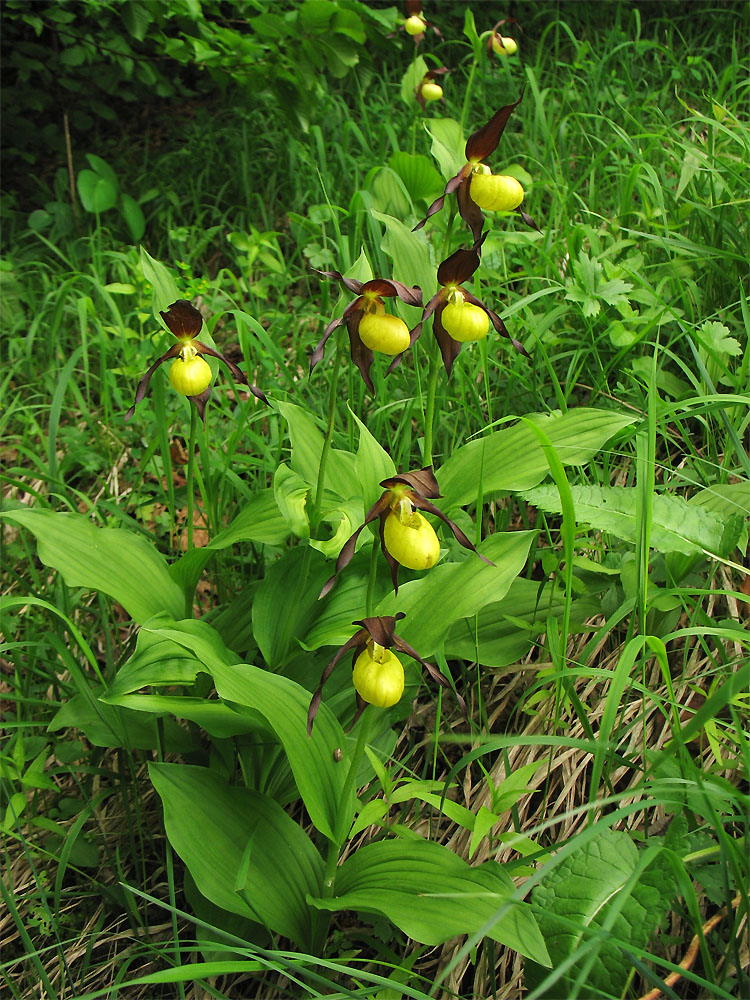 Изображение особи Cypripedium calceolus.