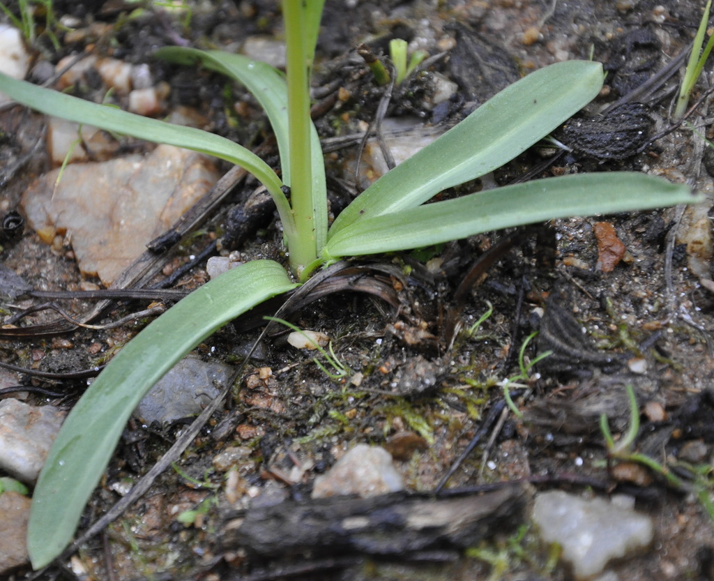 Изображение особи Dactylorhiza romana.