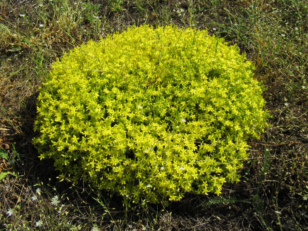 Изображение особи Sedum acre.