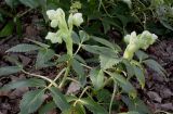 Helleborus argutifolius