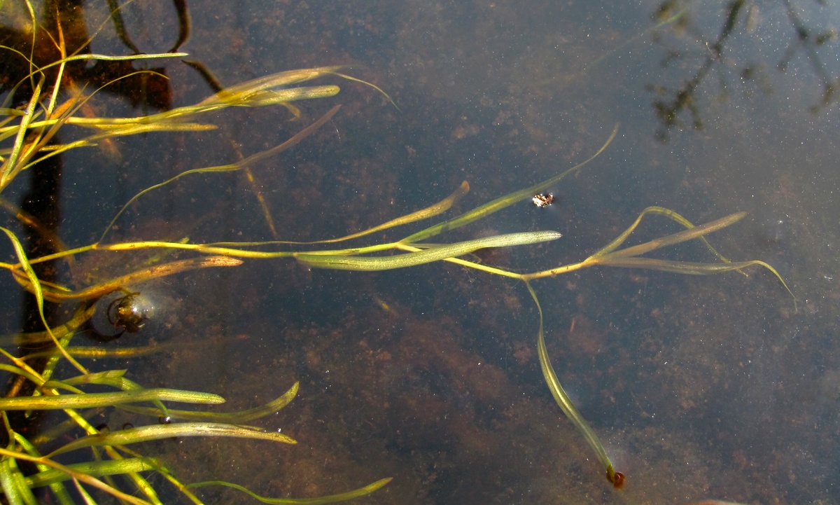 Изображение особи Potamogeton berchtoldii.