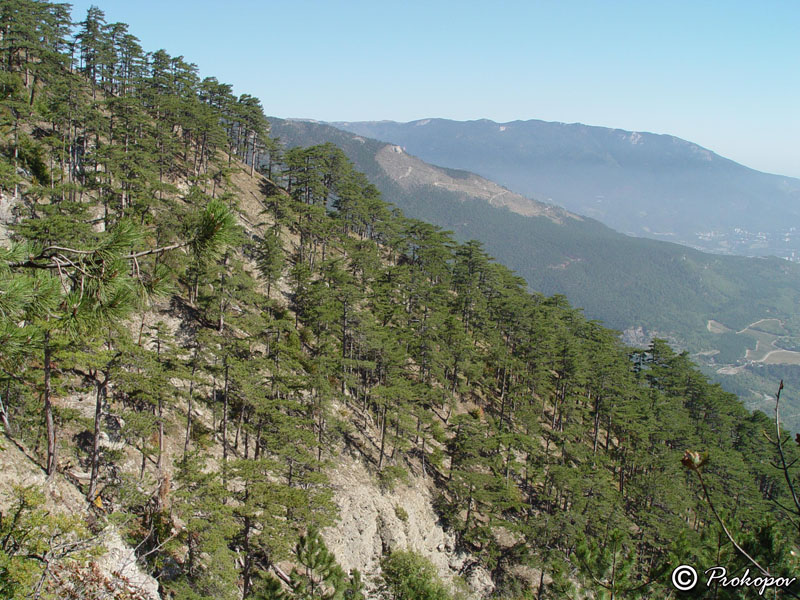 Image of Pinus pallasiana specimen.