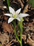 Ornithogalum woronowii. Цветок. Краснодарский край, Новороссийский р-н, гора Рябкова, скальнодубово-грабинниковый лес на вершине горы. 11.04.2014.